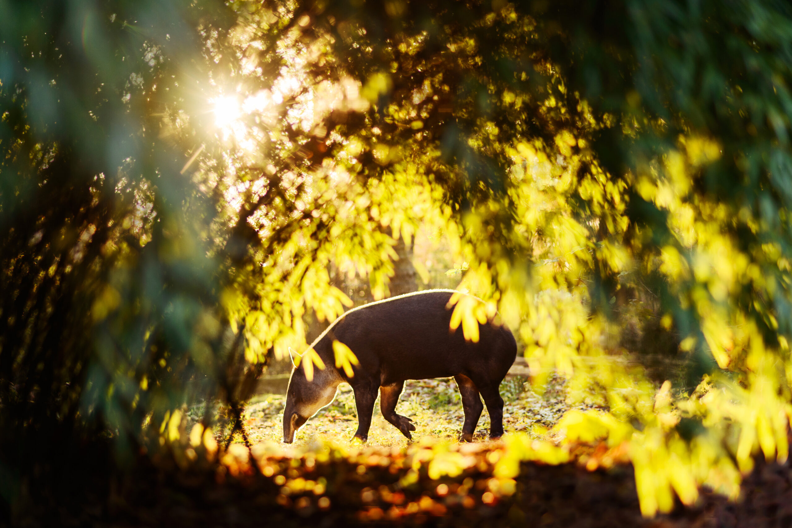 Tapir