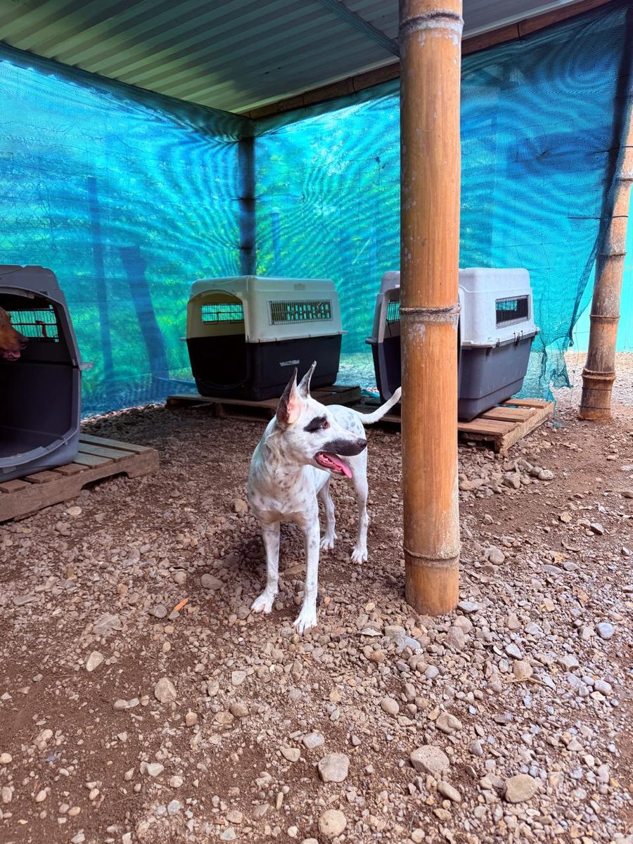Dogs in the shelter