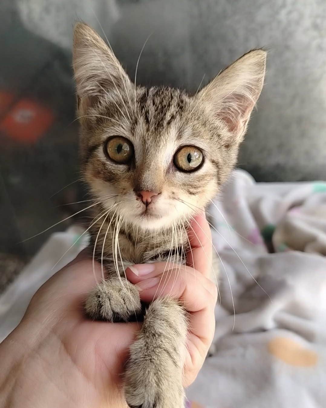 Adopted kitten