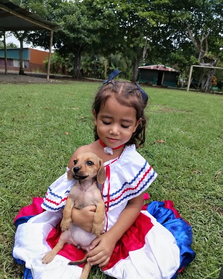 Adopt a dog from Costa Rica