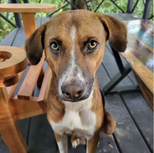 Ringo